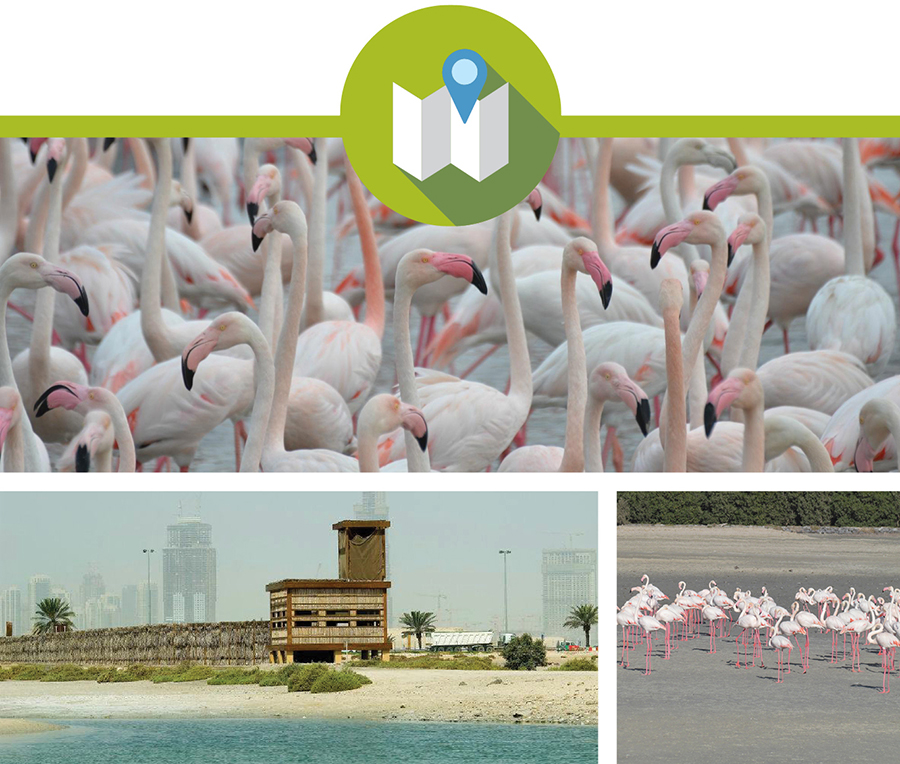 Ras Al Khor Wildlife Sanctuary